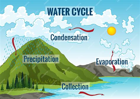 There are 4 main stages in the water cycle: evaporation, condensation, precipitation and collection. Evaporation: When the sun heats the surface of seas, lakes, .... 