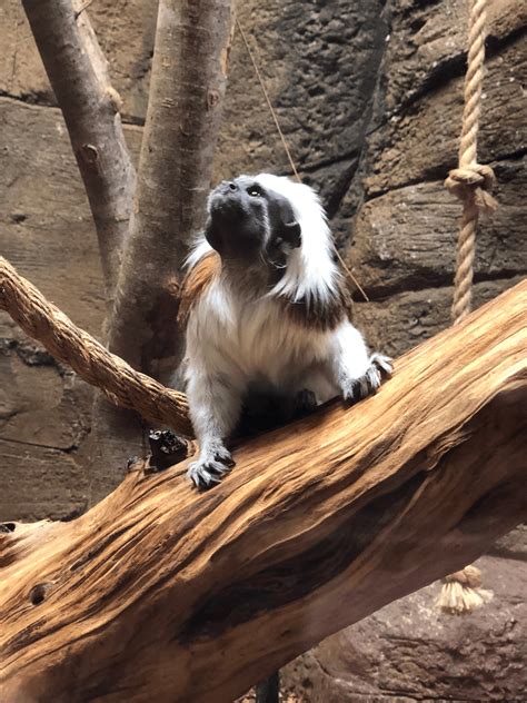 Rainforest zoo tn. Located in the heart of the beautiful Smoky Mountains of Tennessee, near both Gatlinburg and Pigeon Forge, RainForest Adventures Zoo is open year round with lots of things to … 