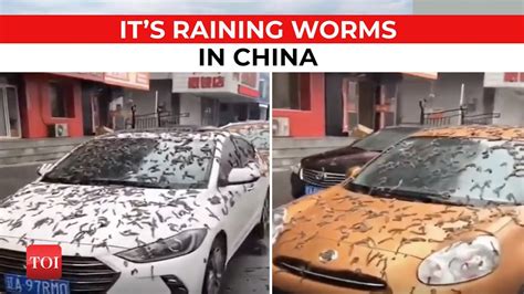 Raining worms in china. 