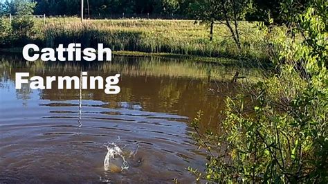 Raising Catfish on my Homestead. - YouTube