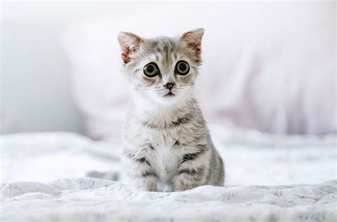 Raising a Kitten — Beware of These Top 10 Hidden Dangers