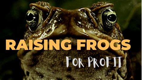 Read Online Raising Frogs For Profit Annotated By Unknown