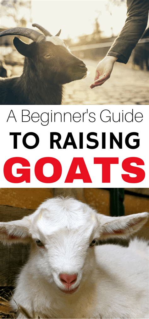 Full Download Raising Goats The Easy Way For Beginners Basic Steps Breeding Healthcare Feeding And Shelter By Mike Smith