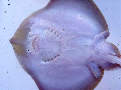 Raja microocellata : Small-eyed Ray NBN Atlas