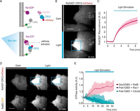 RalB directly triggers invasion downstream Ras by mobilizing