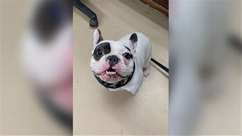 Ralphie, the ‘demon dog’ of Niagara, has finally been adopted