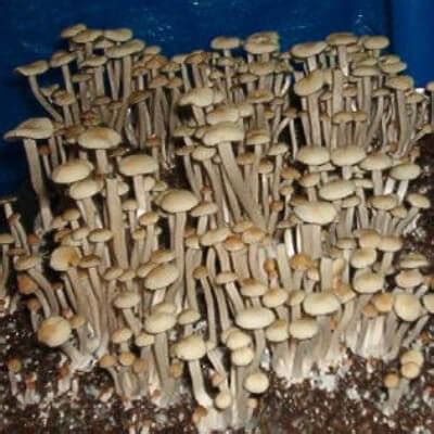 Ralphsters has been around for decades and is among the best and most reliable spore vendors out there. People of Canada, the best place for you to look for Lipa Yai spores is Spores 101. This is also an …. 