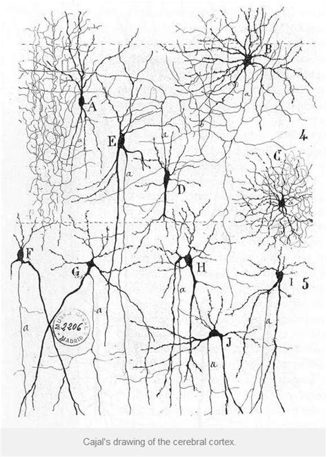 Ramon cajal sketch cerebral cortex diagram