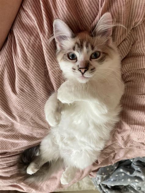 Ramonacumcloser Leaks 🍆 XXX