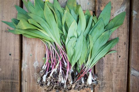 Ramps, or wild onions, are the “it” spring ingredient for East Coast chefs, but some L.A. chefs want to join the party. Gillian Ferguson. Apr 30, 2015. Union chef Bruce Kalman's crispy duck ....