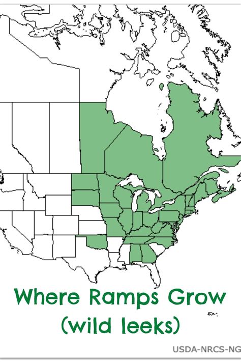 • The native range for ramps are the woodlands of the eastern part of the United States and Canada. • The city of Chicago is named for the ramps plant, which comes from shikaakwa (chicagou) in the language of local native tribes. • Native American tribes such as the Iroquois and Cherokee have traditionally used ramps to treat . 