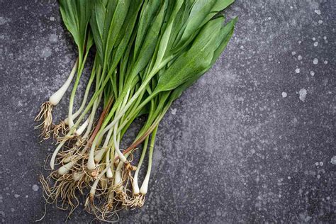 Apr 24, 2023 · Ramps are often pickled, and also popular simply sautéed and scrambled with eggs. The bulbs tend to have slightly more onion flavor, while the leaves lean a bit more garlicky. Eat ramps raw or ... . 