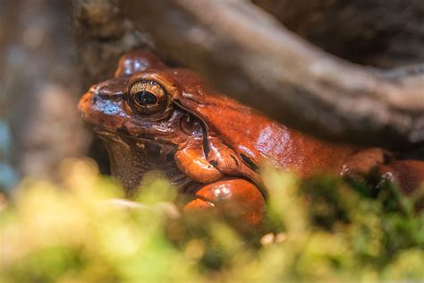 Rana & Selçuk Alagöz Her Şey Bitmedi Bitemez (Ayrılmayalım).