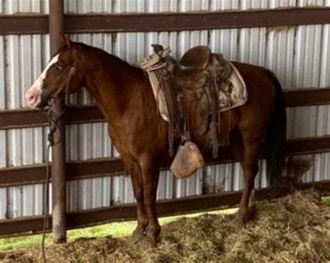 Ranch Horses for Sale in Tennessee - Equine Now