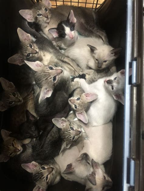 521 views, 32 likes, 27 loves, 5 comments, 0 shares, Facebook Watch Videos from Ranchcats Cattery: Siamese kittens. 2 males towards the back. Look to be blue points, maybe lilac points.