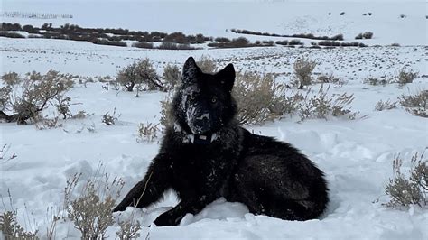 Rancher finds 3 lambs killed by wolf, CPW said