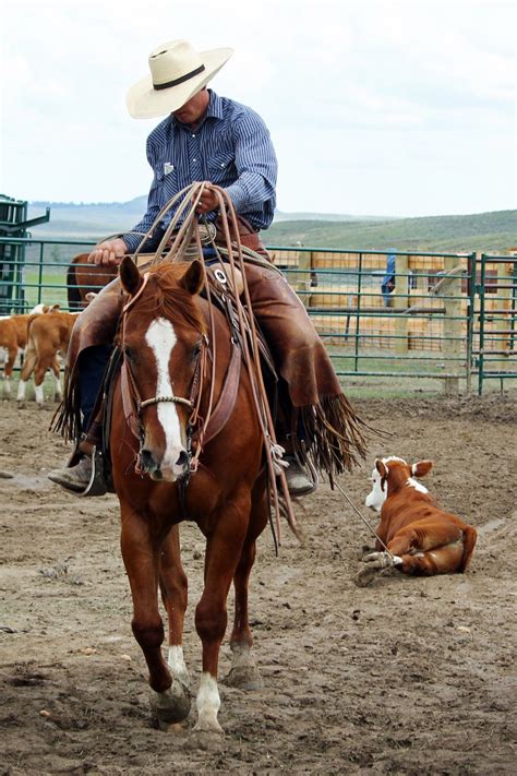 Horses for sale on Ranch World Ads classifieds, including quarter horses, roping horses, ranch horses and more. Post a horse classified and get your horse sold today.. 