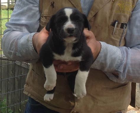 Home of Boyd Ranch Aussies we have AKC/ASCA puppies for sale and occasionally started dogs. We offer a 5 year health guarantee on all pups! Our Aussies are proven working dogs that help us with our chores everyday. We breed for natural herding ability, sound minds, structure, train ability, and livestock sense.. 