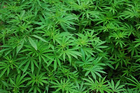 Random Marijuana Strain Generator