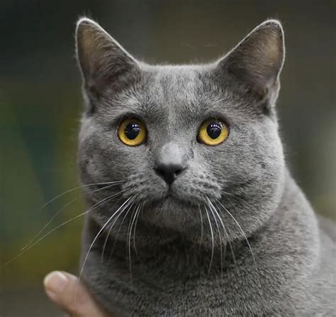 The cat is a tom. His fur is long and his pelt is fawn caramel with silver smoke markings. There are no colorpoint markings visible on his fur. He also has cap and saddle white spotting. The cat's body type is semi-foreign - standart and intermediate, with big eyes. The cat's eyes are almond-round-shaped, quite light in color (gold or yellow). . 