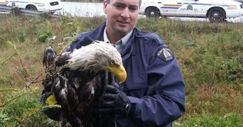 Ranger chases down, rescues injured bald eagle