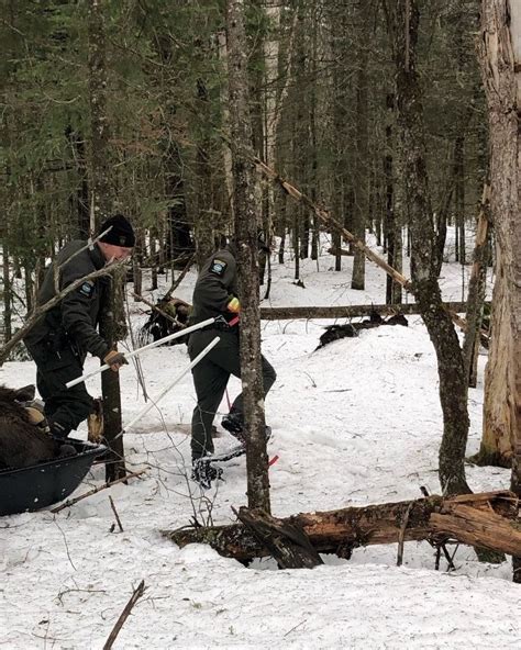 Rangers hike to retrieve tagged moose corpse