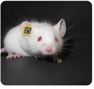 RapID® Tags Automated Animal Identification Ear Tags, RapID Lab - VWR