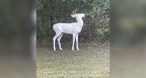 Rare 'ghost of the forest' deer spotted in Tennessee
