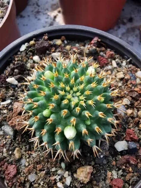 Rare Cactus Live Rooted Plant (Mammillaria …