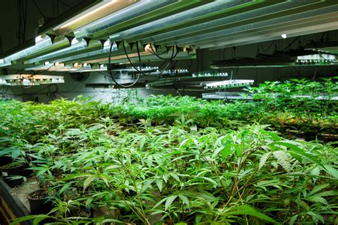 Rare Cannabis Cultivation, Distribution & Manufacturing Licenses …