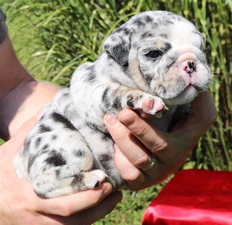 Rare Colored English Bulldog Puppies For Sale