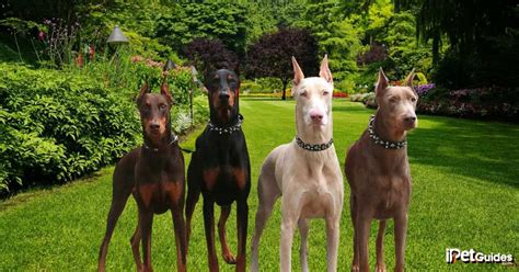 Rare Doberman Pinscher Colors: Which Type is Right for You?