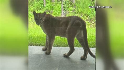 Rare Florida Panther Finds Home in the panhandle - WKRG News 5