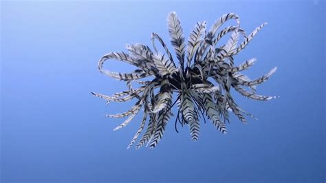 Rare Moment Feather Star Is Caught Swimming - YouTube