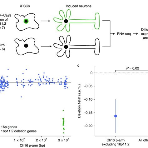 Rare and common autism risk variants converge across 16p