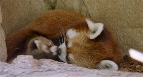 Rare and remarkable sight: Red panda cub makes historic debut at San Diego Zoo