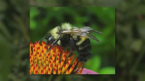 Rare bee found in Belleville, Illinois