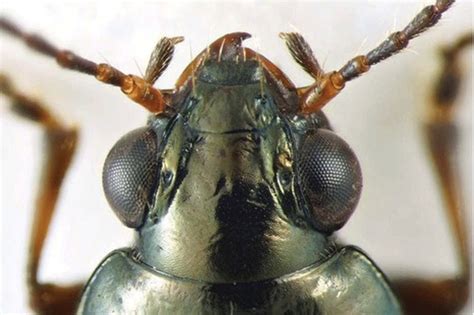 Rare beetle species named after ex-California governor Brown