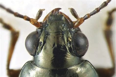 Rare beetle species named after former California governor, Oakland Mayor Jerry Brown