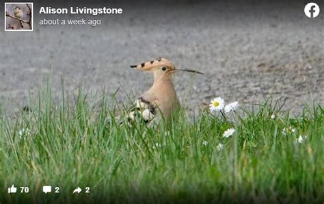 Rare bird spotted in Northern Ireland was African Hoopoe Fort …