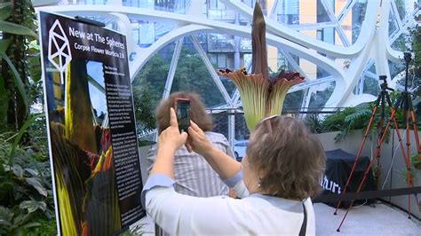 Rare corpse flower blooms at Amazon Spheres in downtown Seattle