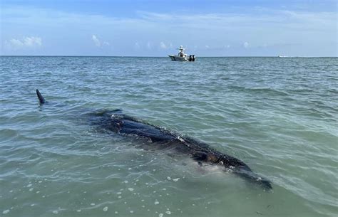 Rare deep-water beaked whale found dead in Florida Keys