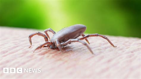 Rare encephalitis tick disease found in England - BBC News