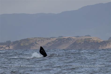Rare endangered whale glimpsed in Monterey Bay