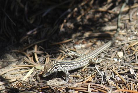 Rare female lizards are 'stress eating' during flyovers at Colorado Army base: study