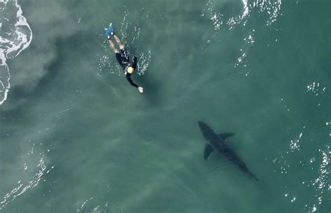 Rare footage of great white sharks takes center stage in new Nat Geo special