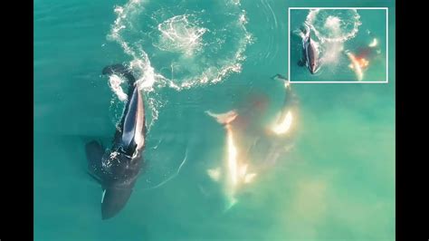 Rare footage of orcas hunting great white shark in SA may explain ...