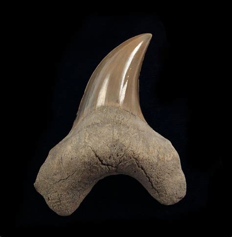 Rare fossil shark teeth for sale Buried Treasure Fossils