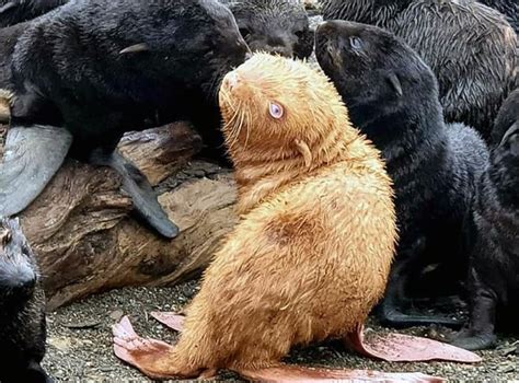 Rare ginger seal may need new home as it faces rejection …