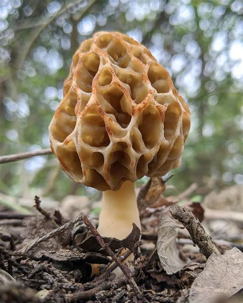 Rare hissing, spore-spewing mushroom found at Texas …